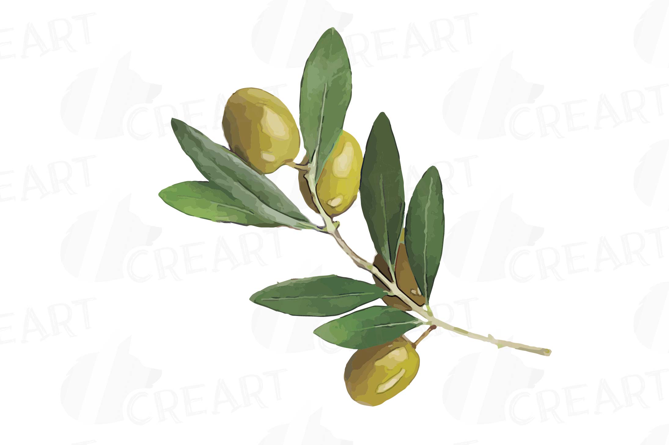 Olive Leaf Drawing : Olive Leaf Drawing At Paintingvalley.com | Bodewasude