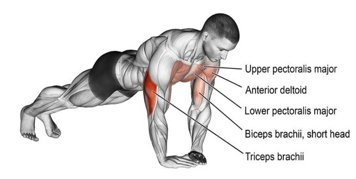 Diamond Push Ups: How To Do, Muscles Worked, Benefits