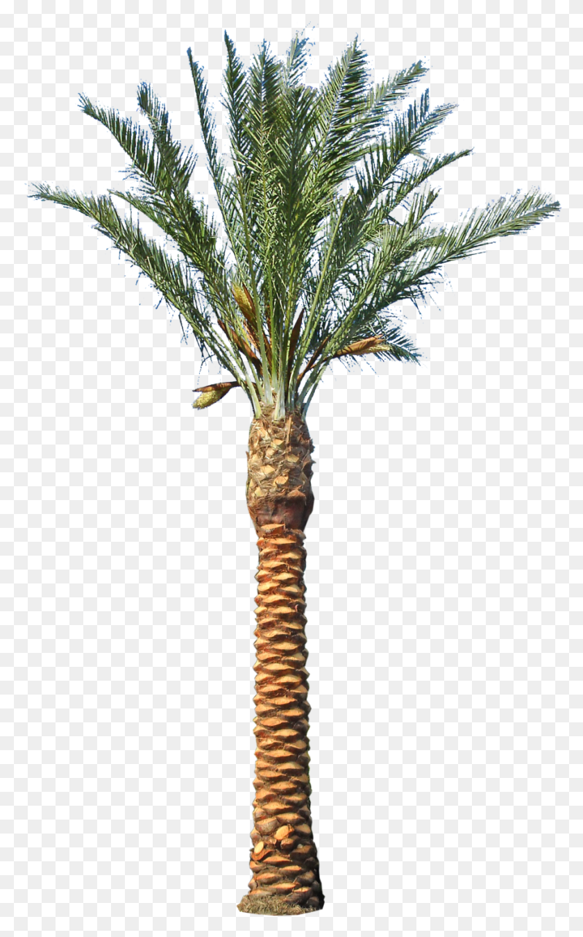 Palm Branch, Wallpapers Png - Palm Branch PNG – Stunning free ...