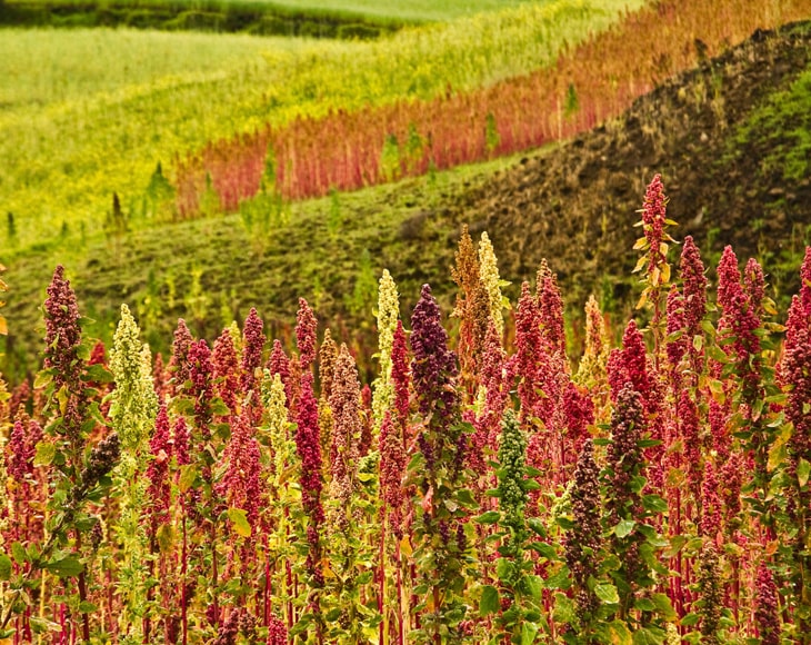 Organic Royal White Quinoa