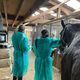 Endoscopie d'un cheval infecté par la gourme au club hippique de Saverne