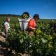 Les vins blancs, essentiellement de Chablis, représentent les trois quarts des bouteilles de Bourgogne exportées vers le Brésil.