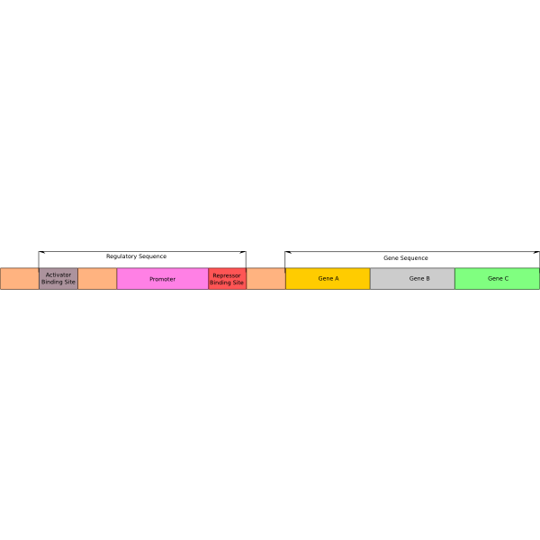 Operon model (Molecular Biology)