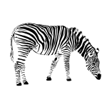 zebra