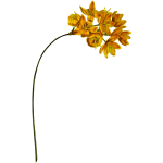 Yellow upright ixia