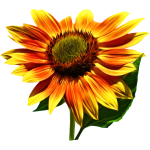 Sunflower 4