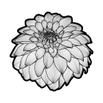 Dahlia black'n white