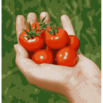 Cherry Tomatoes