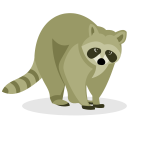 Raccoon wild animal