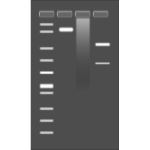 Agarose Gel