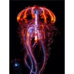 Colorful jellyfish