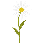 Camomile image