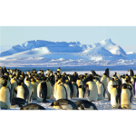 Emperor Penguins