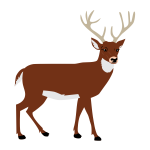 Male deer