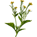 Image of mustard plant