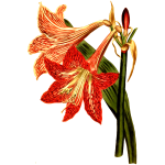 NettedVeinedAmaryllis