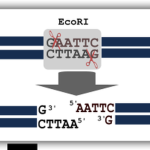 Illustration of restriction digestion