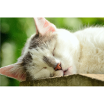 Sleeping Cat