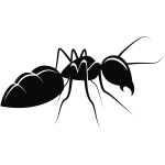 ant animal pdv