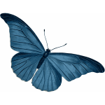 blue butterfly