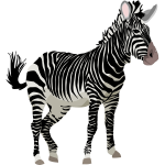 Vector graphics of color zebra animal