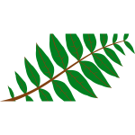 Pinnate Leaf