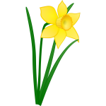 Daffodil flower