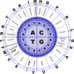 Genetic code vector image