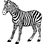 zebra