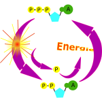 cycle ATP