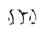 Three king penguins