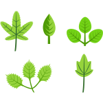 Set of leaves