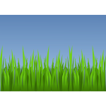 Green grass vector drawing