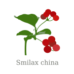 smilax china