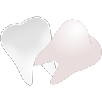 Tooth cut in half vector drawing