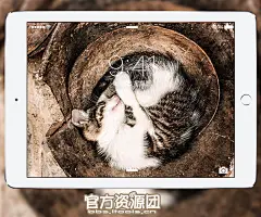 我的喵星人 猫咪专题壁纸精选合集【官方资源团】 － 资源区 － iTools论坛