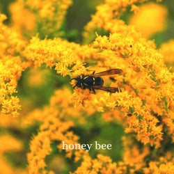 Honey Bee