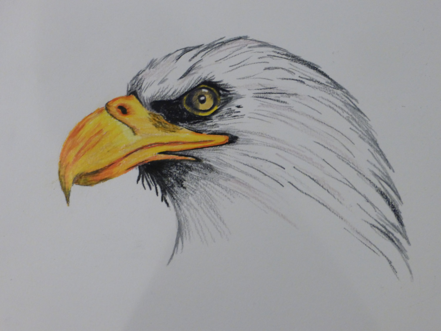 Eagle Pencil Drawing Easy ~ Eagle . Birds. Drawings. Pictures. Drawings ...