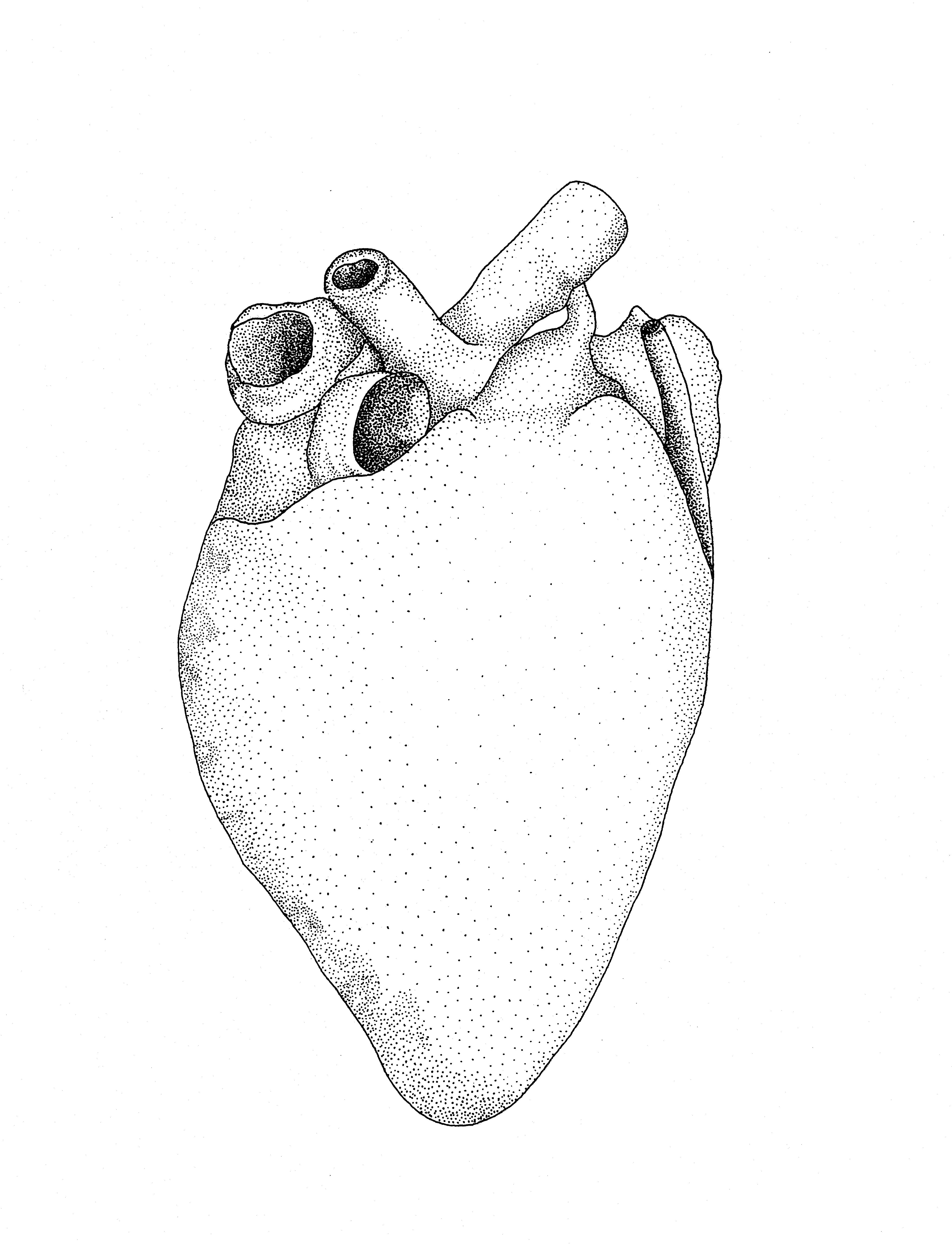 Corazon Humano Xilografia Anatomy Art Heart Drawing Human Heart Images