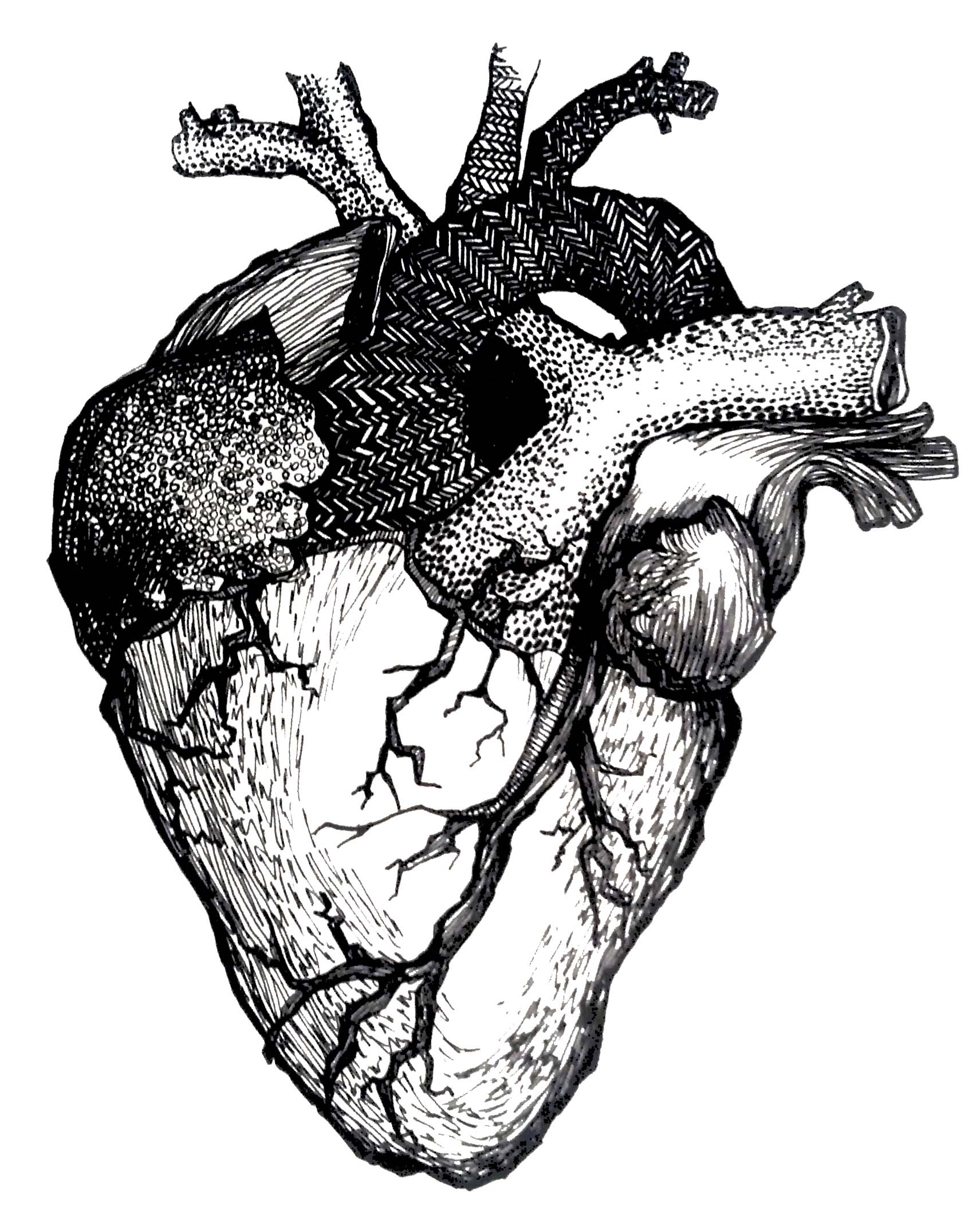 Human Heart Drawing Color