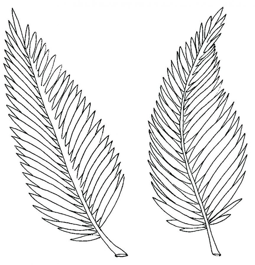 Outline Tropical Leaf Template