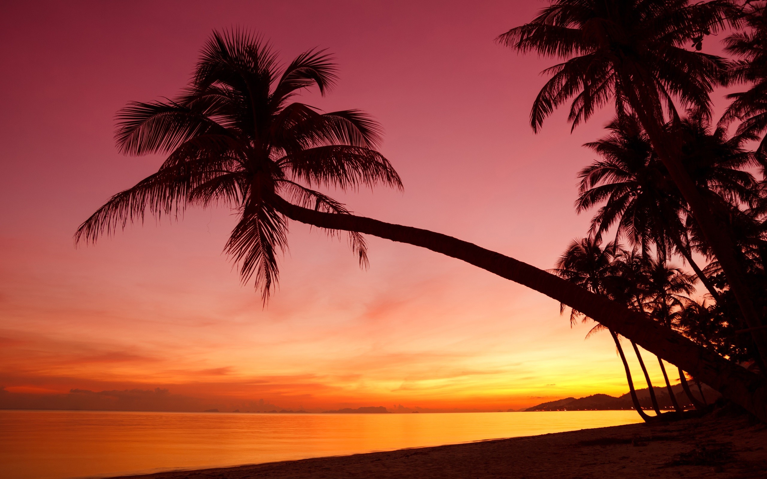 Sunset And Palm Trees Wallpaper | PixLith