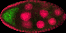 ovary stage 3