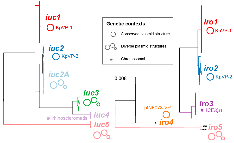 iuc and iro trees