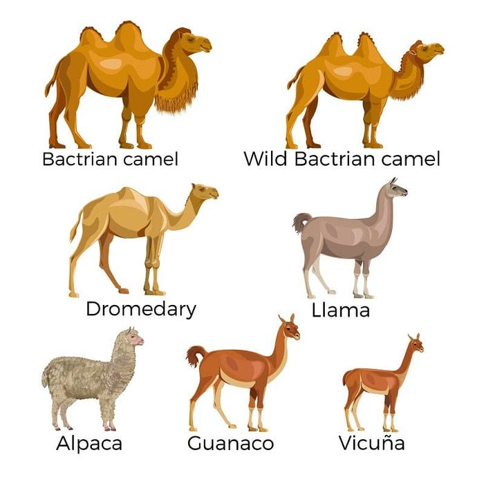 camel