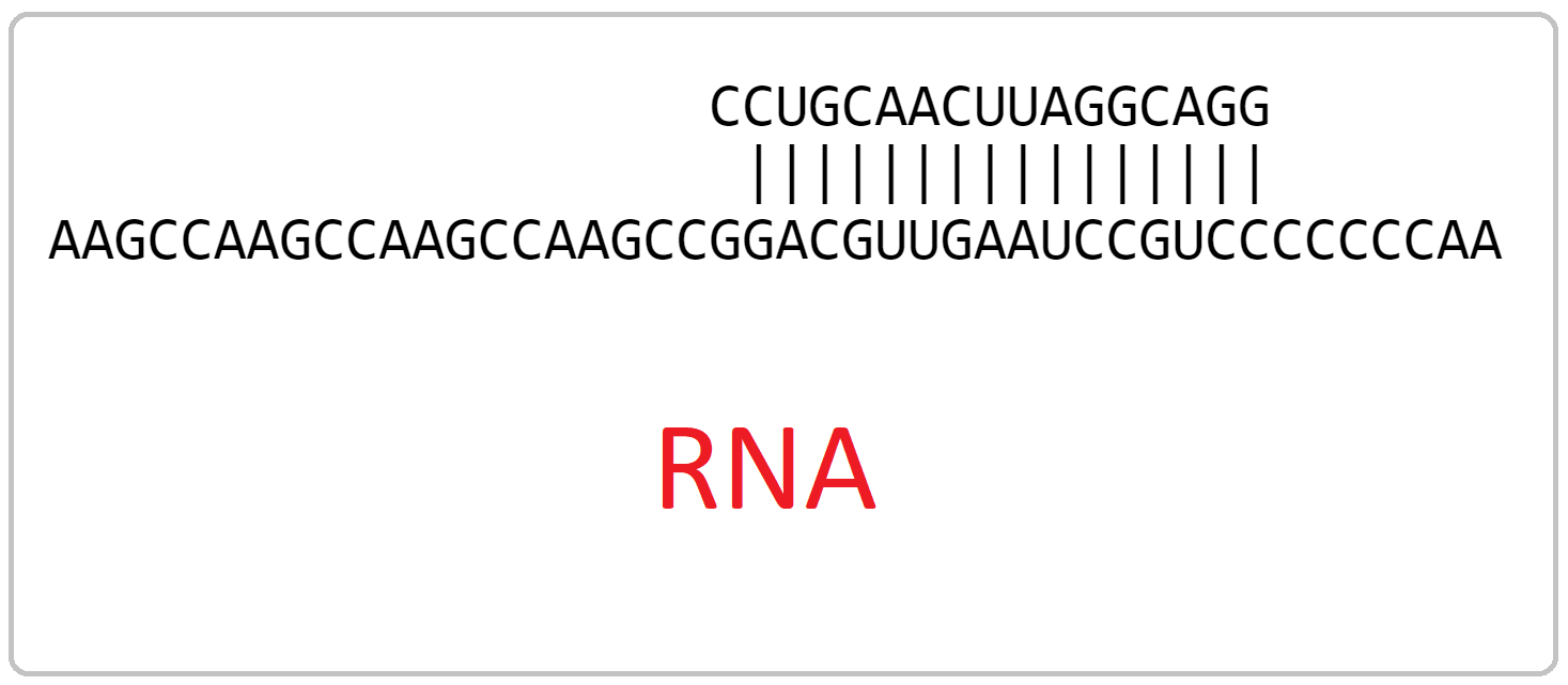 RNA complementarity