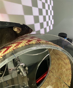 Mouse on wheel