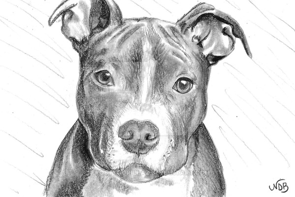 Image of Pit Bull Pup