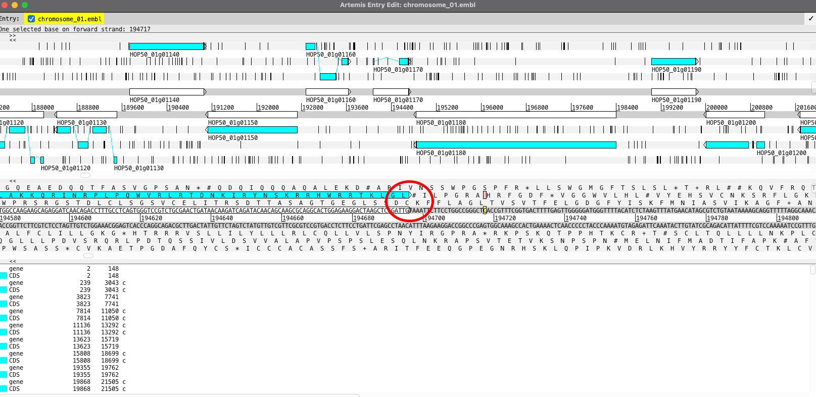 Missing stop codon in a protein gene