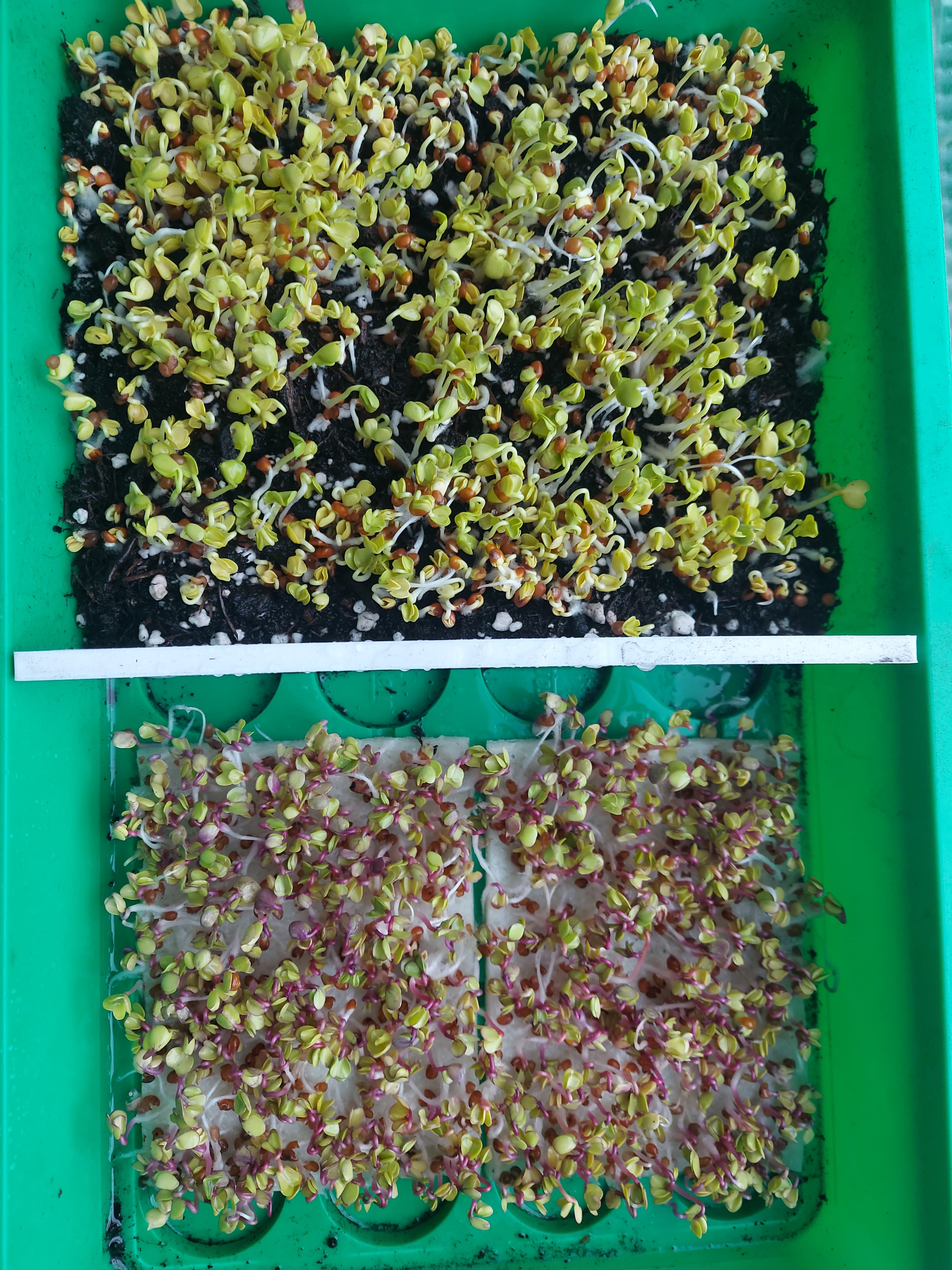 Microgreens Test(Tag 3)